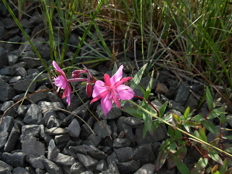 chamerion_latifolium