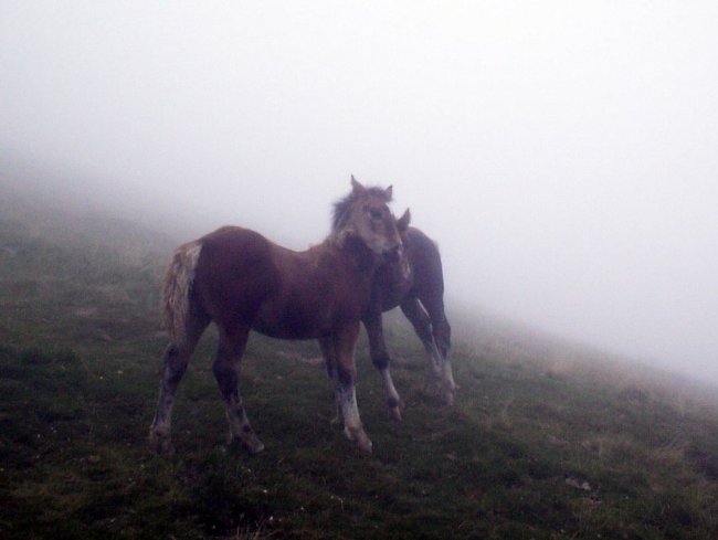 Aubisque