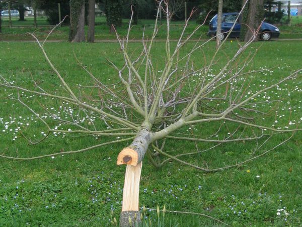 arbre Rosny sur Seine