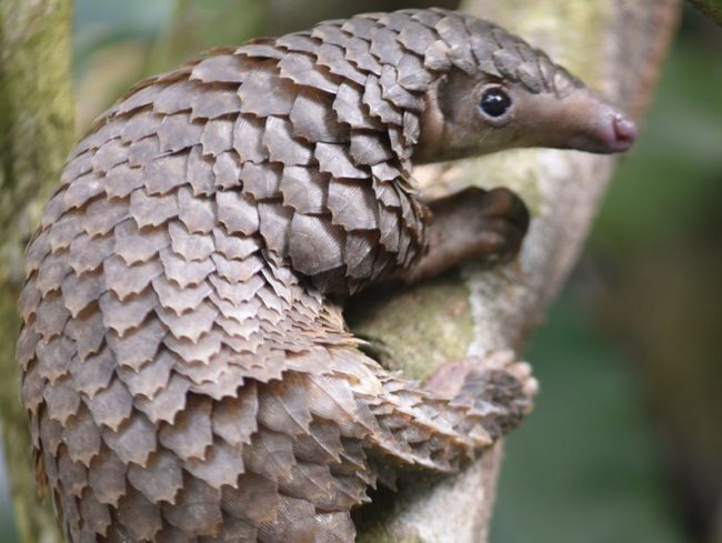 RÃ©sultat de recherche d'images pour "CORONAVIRUS pangolin"